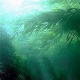 Kelp Forest