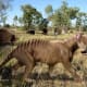 Thylacosmilus was a genus of sabre-toothed metatherian predators that first appeared during the Miocene.