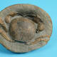 A Miocene crab Tumidocarcinus giganteus in the permanent collection of The Children’s Museum of Indiana.