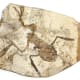 Fossilised Palaeobatrachus gigas.