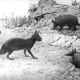 Protypotherium is an extinct genus of mammal native to South America during the Miocene epoch.