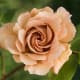 Brown Rose - Light Color