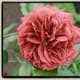 Brown Rose - Brown Velvet