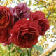 Brown Rose - Brown Velvet Garden Addiction