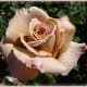 Brown Rose - Ice Tea