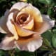 Brown Rose - Light Buff Brown