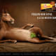 Brand Identity: Bolting Horse for Poulain chocolate : Cappiello's logo in a modern twist