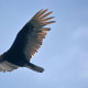 The Turkey Vulture soars with wing tips pulled upward, creating a "cupped" shape