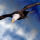 The Bald Eagle soars with wings flat