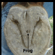 The Under-hoof. Identifying the Frog (looks like an owl)