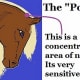 The Poll