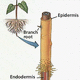 internal-structure-of-root