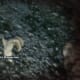 Archaeology 101 - Gameplay 05: Far Cry 3 Relic 31, Shark 1.