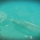 Archaeology 101 - Gameplay 02: Far Cry 3 Relic 33, Shark 3.