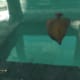 Archaeology 101 - Gameplay 05: Far Cry 3 Relic 42, Shark 12.