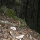 esclata-sang-and-mushroom-picking-in-mallorca