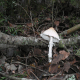 esclata-sang-and-mushroom-picking-in-mallorca