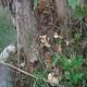 esclata-sang-and-mushroom-picking-in-mallorca