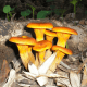 esclata-sang-and-mushroom-picking-in-mallorca