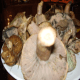 esclata-sang-and-mushroom-picking-in-mallorca