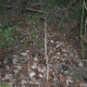 esclata-sang-and-mushroom-picking-in-mallorca