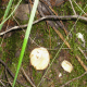esclata-sang-and-mushroom-picking-in-mallorca