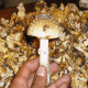 esclata-sang-and-mushroom-picking-in-mallorca