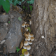 esclata-sang-and-mushroom-picking-in-mallorca
