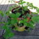 Strawberry pot planted up.