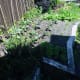 communal-vegetable-gardening