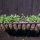 Hanging basket growing radishes