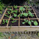 communal-vegetable-gardening