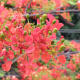 flame-of-the-forest-delonia-regia-the-gulmohar-tree