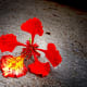 flame-of-the-forest-delonia-regia-the-gulmohar-tree