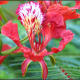 flame-of-the-forest-delonia-regia-the-gulmohar-tree