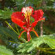 flame-of-the-forest-delonia-regia-the-gulmohar-tree