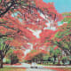 flame-of-the-forest-delonia-regia-the-gulmohar-tree