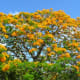 flame-of-the-forest-delonia-regia-the-gulmohar-tree