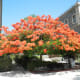 flame-of-the-forest-delonia-regia-the-gulmohar-tree