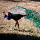 Peacocks in Lokrum island