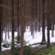 Tollymore Forest, Co. Down, N.Ireland
