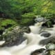 Tollymore Forest, Co. Down, N.Ireland