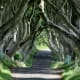 Dark Hedges, Ballymoney, County Antrim