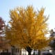 A 150 year old female Ginkgo biloba tree in autumn with golden yellow leaves.
