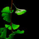 Ginkgo biloba leaves in summer