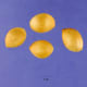 Ginkgo biloba seed without the fleshy seed coat.