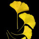 Ginkgo leaves in Autumn
