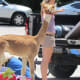 The alpaca, arrived first for the petting zoo along with numerous other animals.