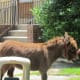 This donkey is ancestor of the beast Jesus, rode into Jerusalem on before he was put to death.
