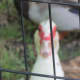 A duck observed us from behind the encircled fence.